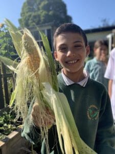 A young boy holds up a corn on the cob the he has helped grown in his school garden.